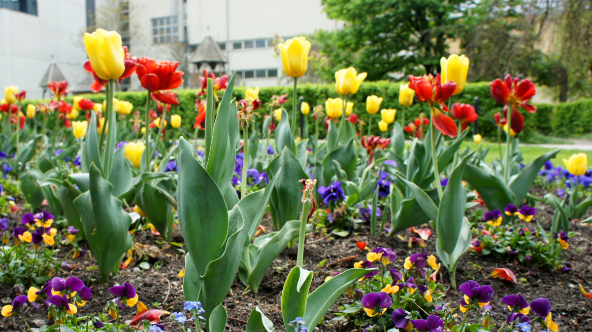 Hofgarten_gelbe-Tulpen_2016_VA.jpg