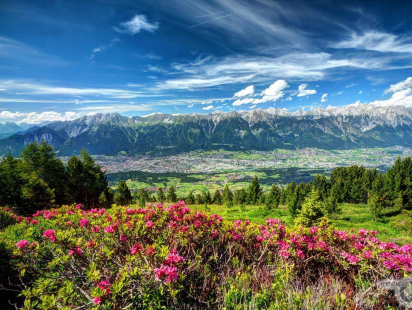 Alpenrosen vor einem Zirbenwald am Patscherkofel. ©Danijel Jovanovic