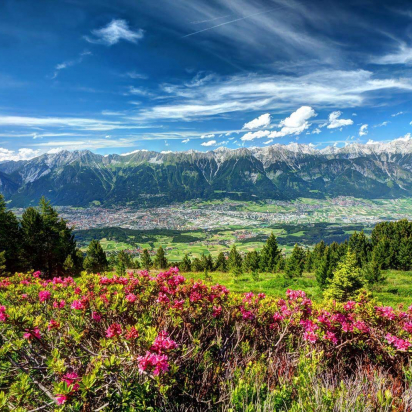 Alpenrosen vor einem Zirbenwald am Patscherkofel. ©Danijel Jovanovic