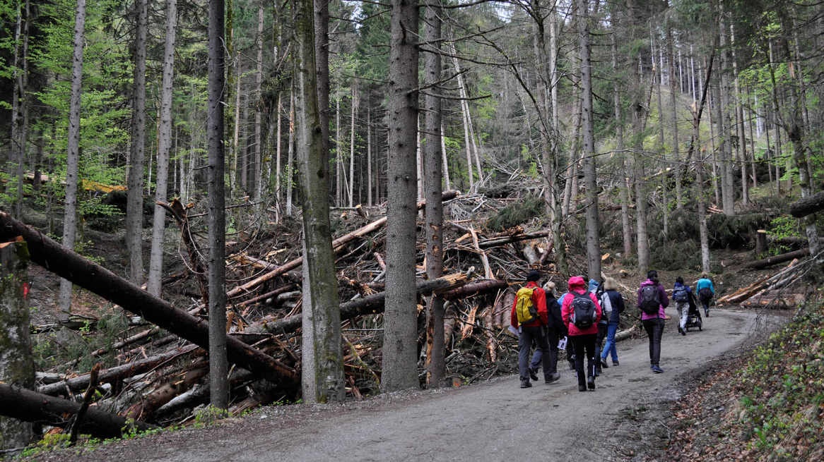 3_Almen, Wanderungen_©Susanne Gurschler