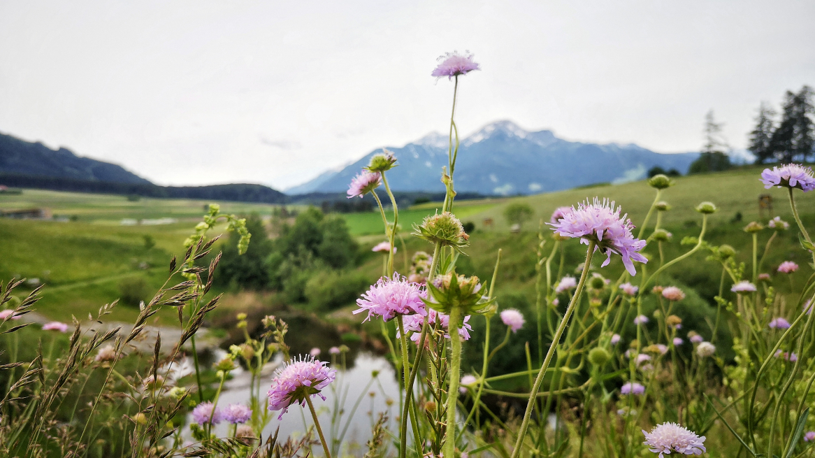 Bienenlehrpfad am Sistranser Mühlteich