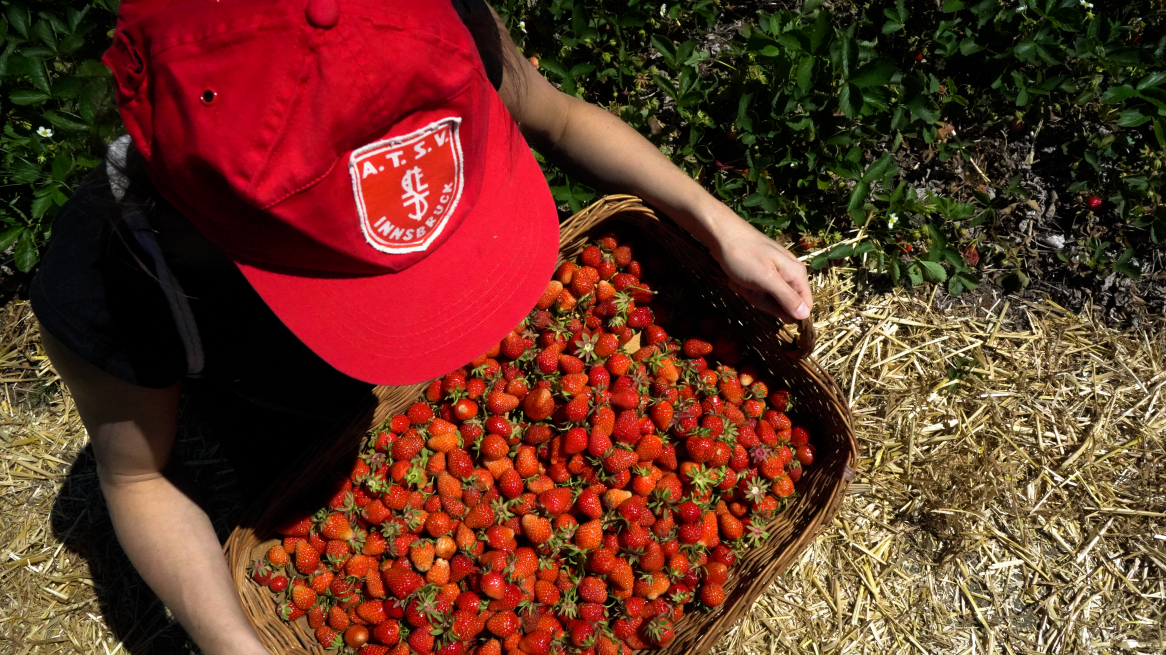 Picking strawberries innsbruck tirol