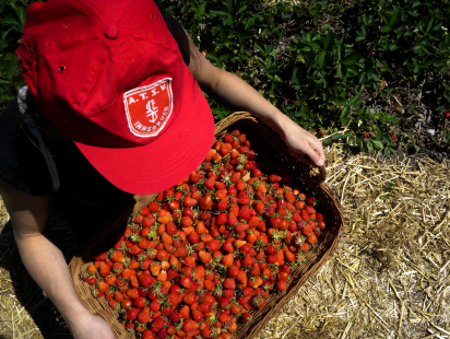 Picking strawberries innsbruck tirol