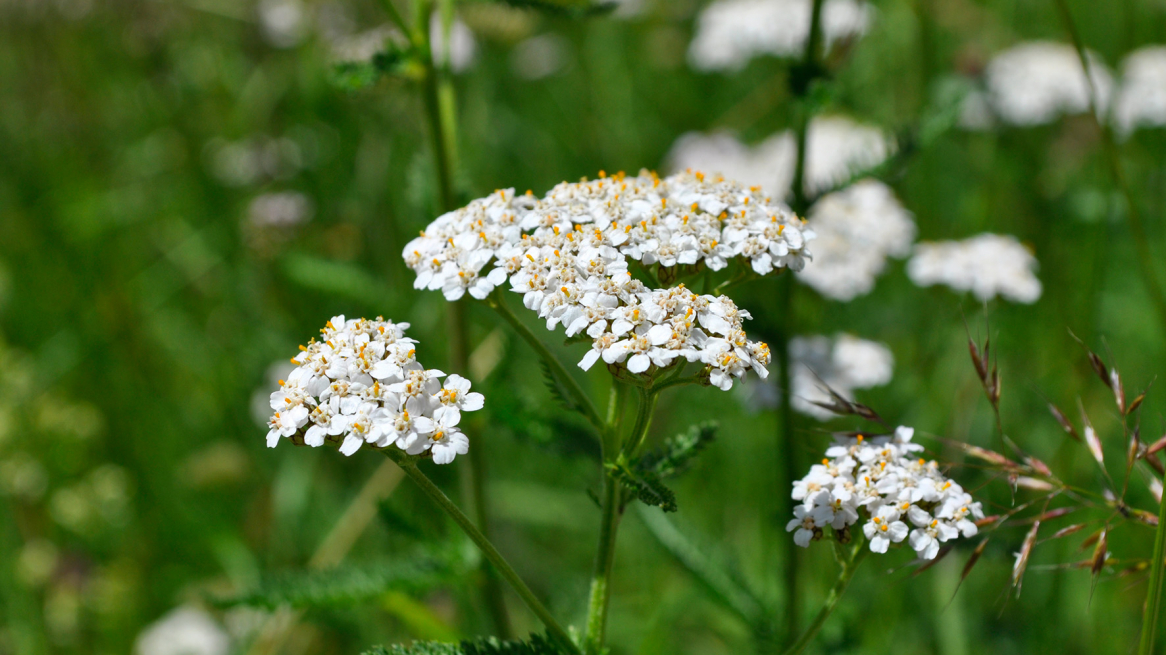 2-schafgarbe-csusanne-gurschler