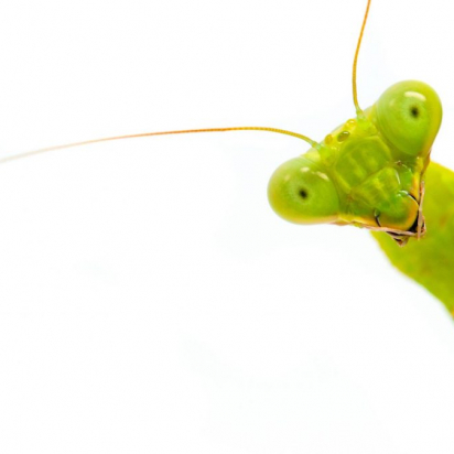 gottesanbeterin-Kopie